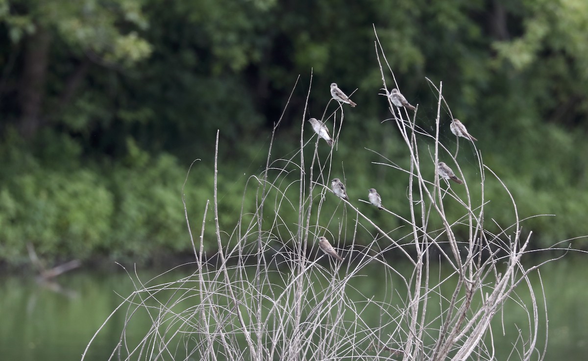 Northern Rough-winged Swallow - ML641421621