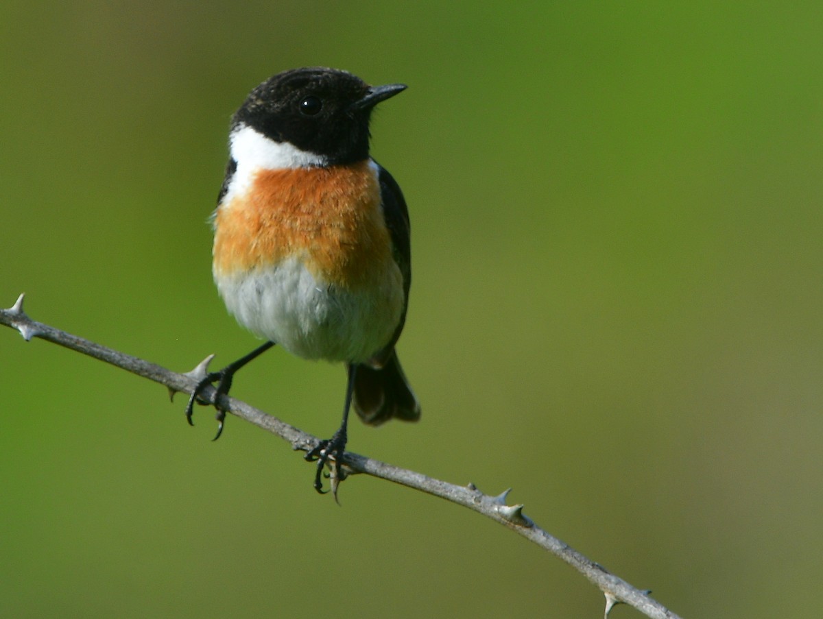 European Stonechat - ML641421624