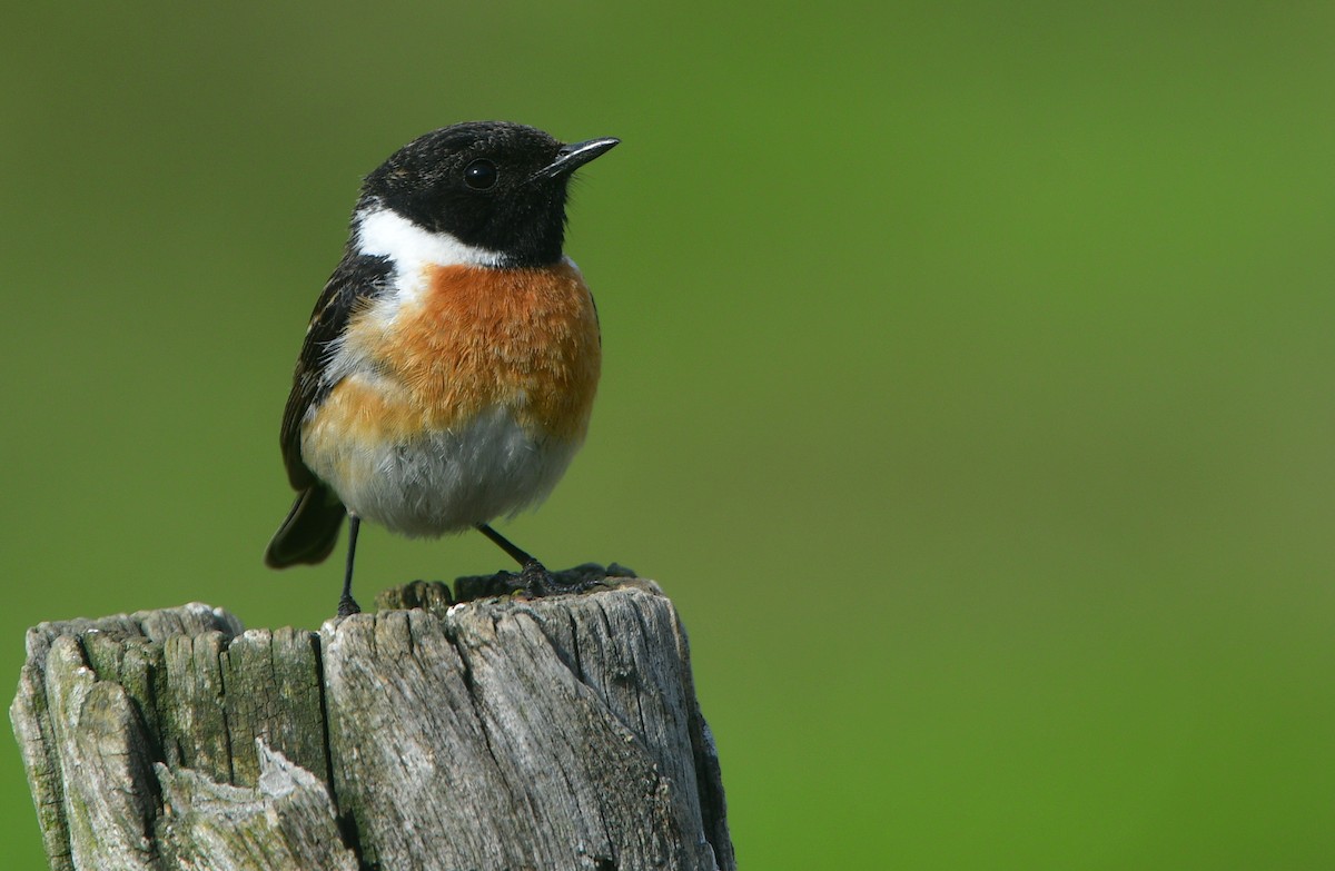 European Stonechat - ML641421625