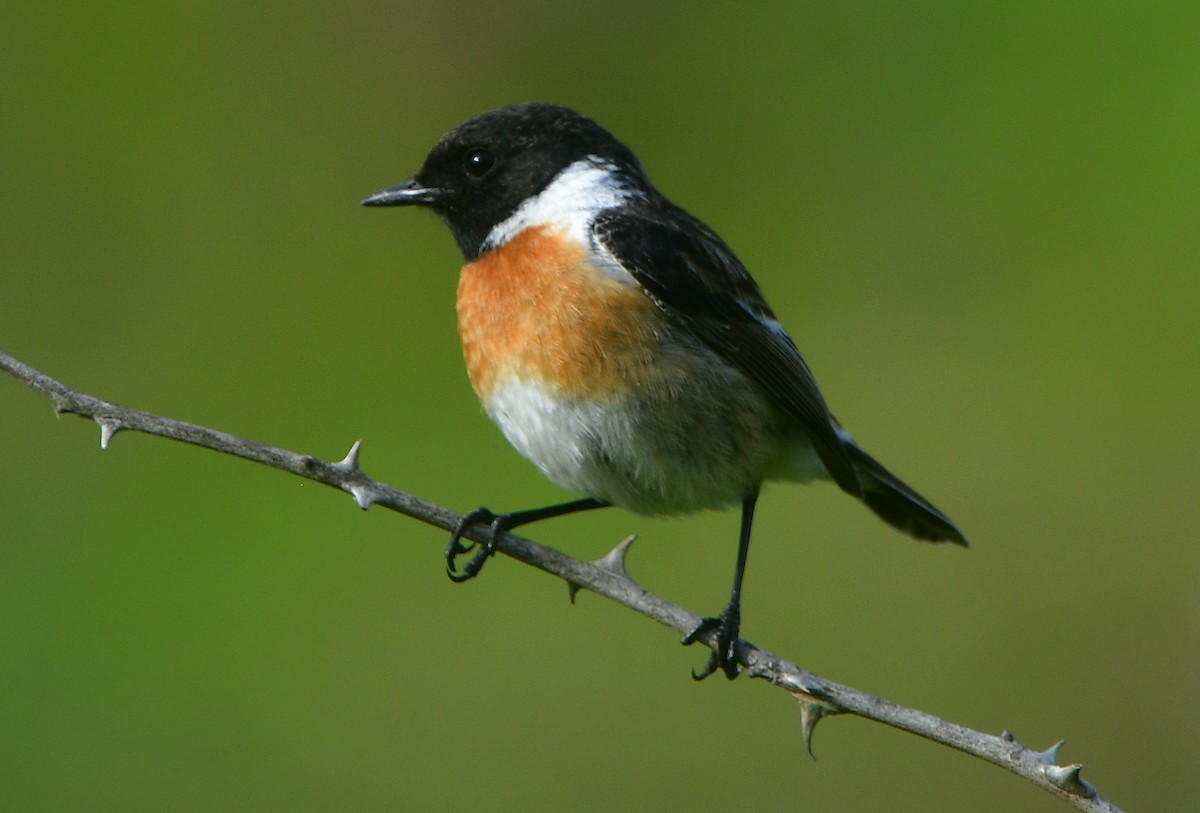 European Stonechat - ML641421626