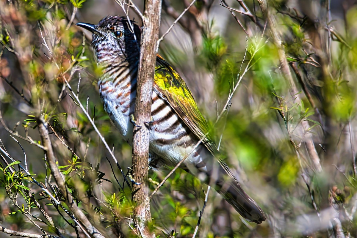 Shining Bronze-Cuckoo - ML641421633