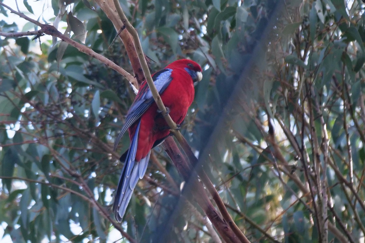 Crimson Rosella - ML641421638