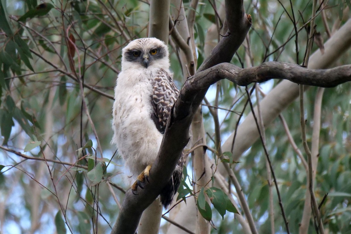 Powerful Owl - ML641421640
