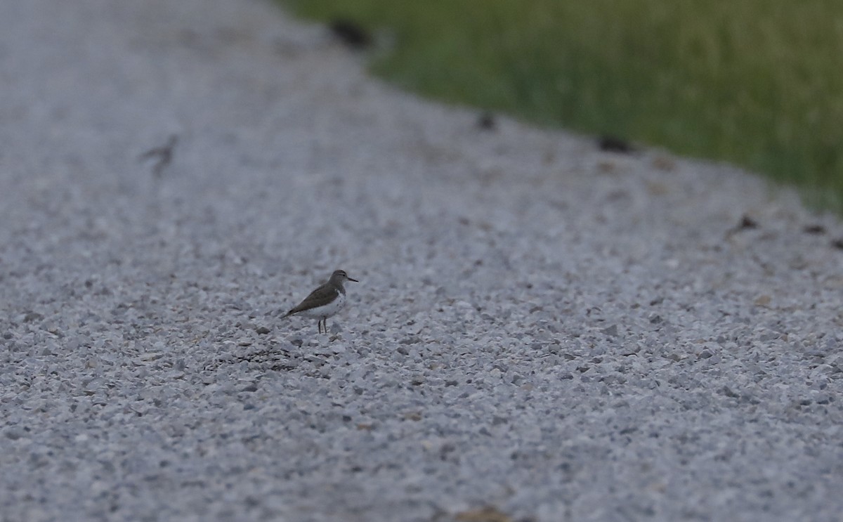 Spotted Sandpiper - ML641421641