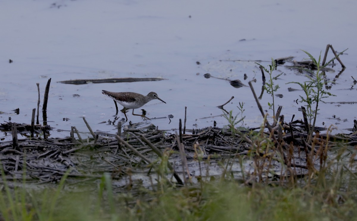 Solitary Sandpiper - ML641421643