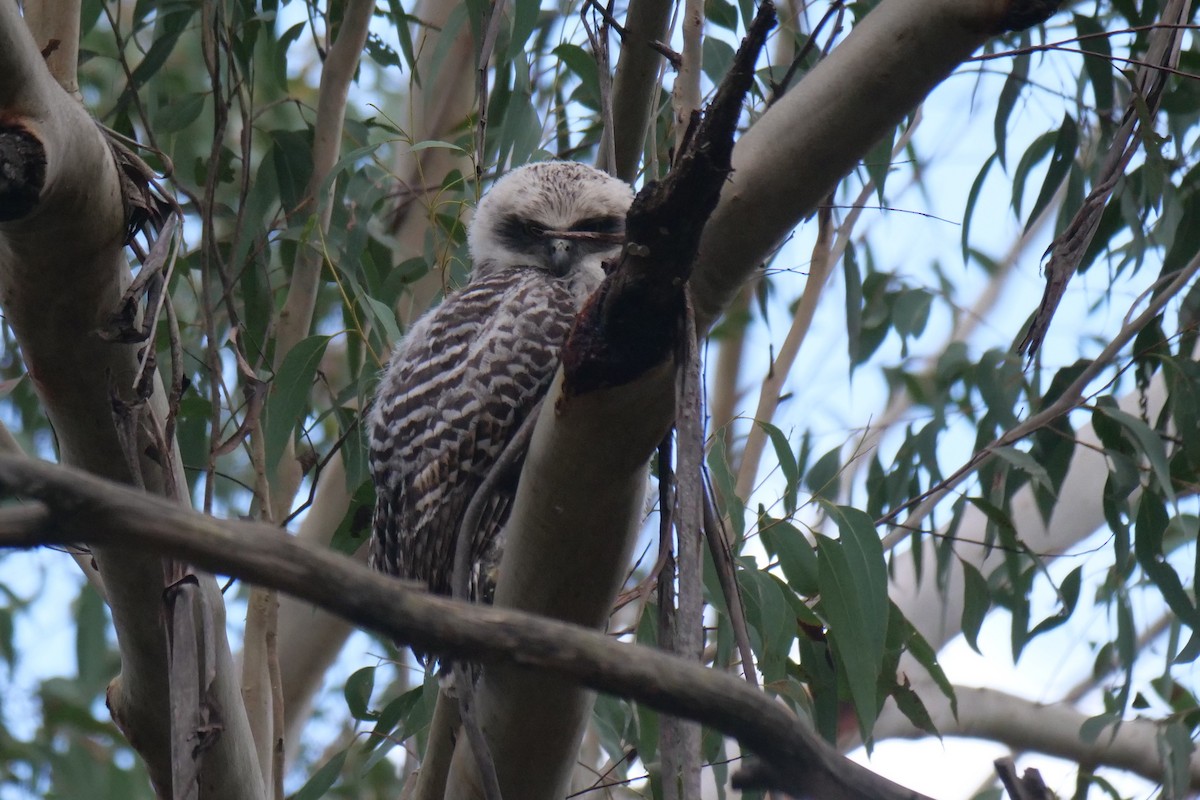 Powerful Owl - ML641421644