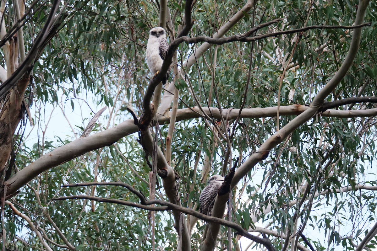 Powerful Owl - ML641421646