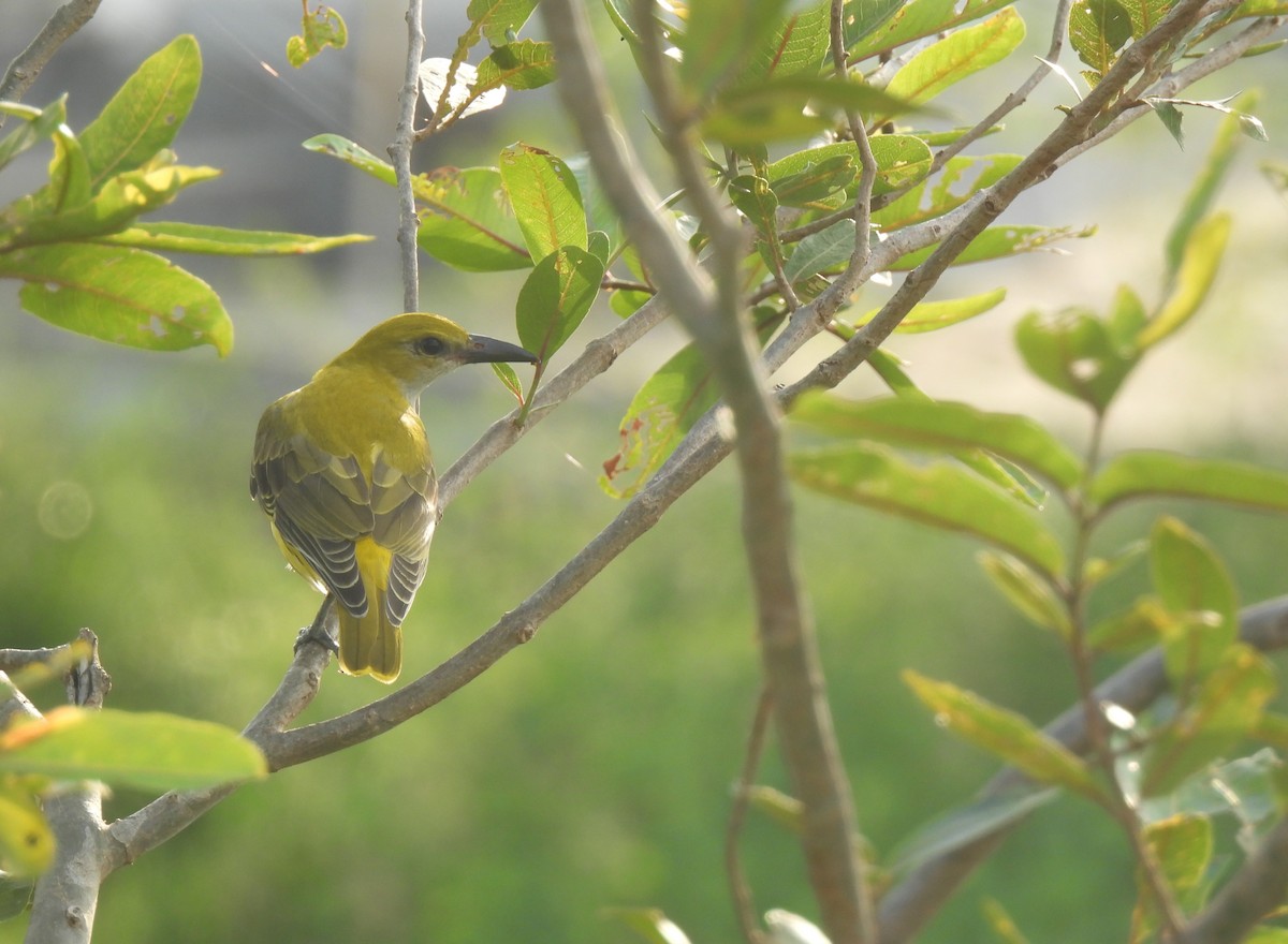 Indian Golden Oriole - ML641421649