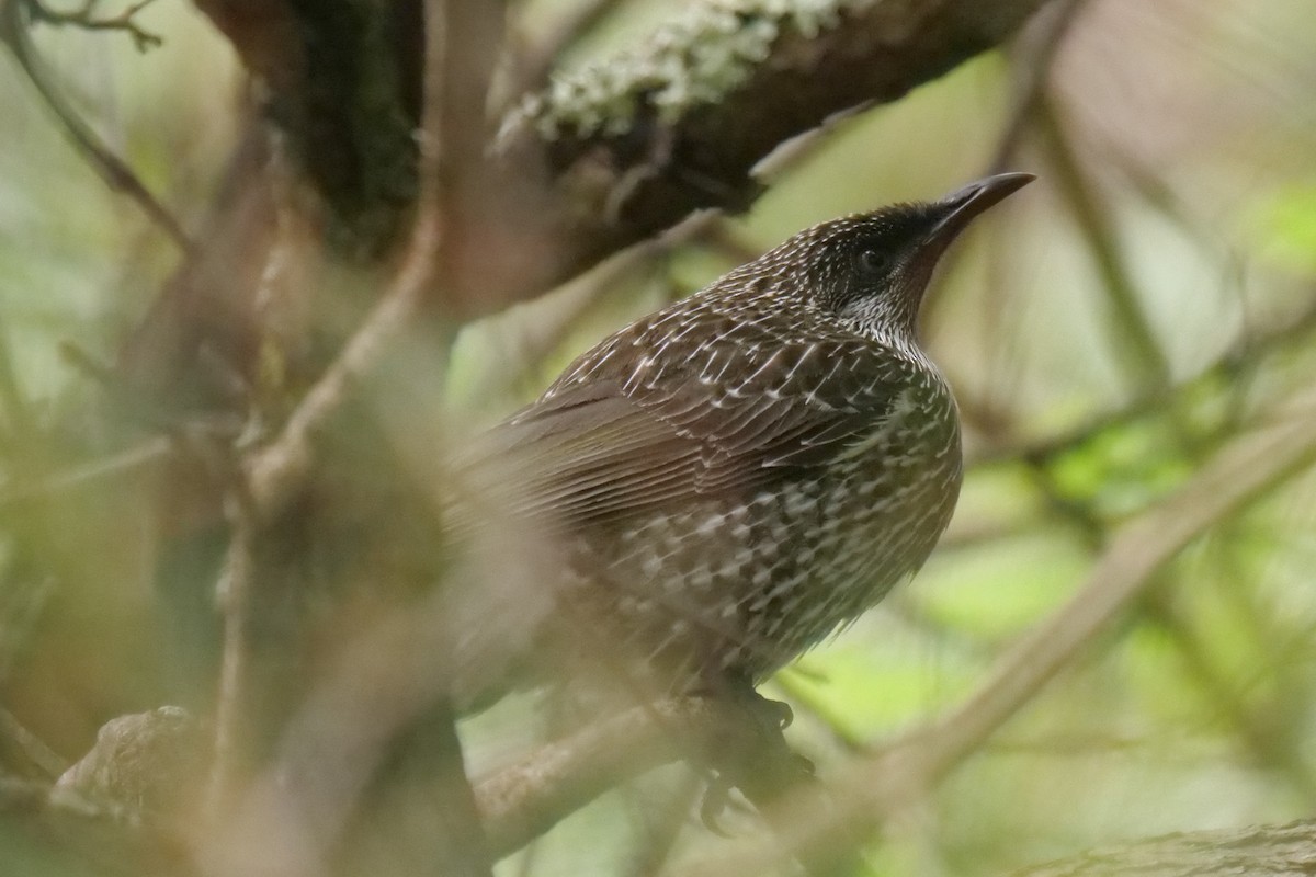 Little Wattlebird - ML641421650
