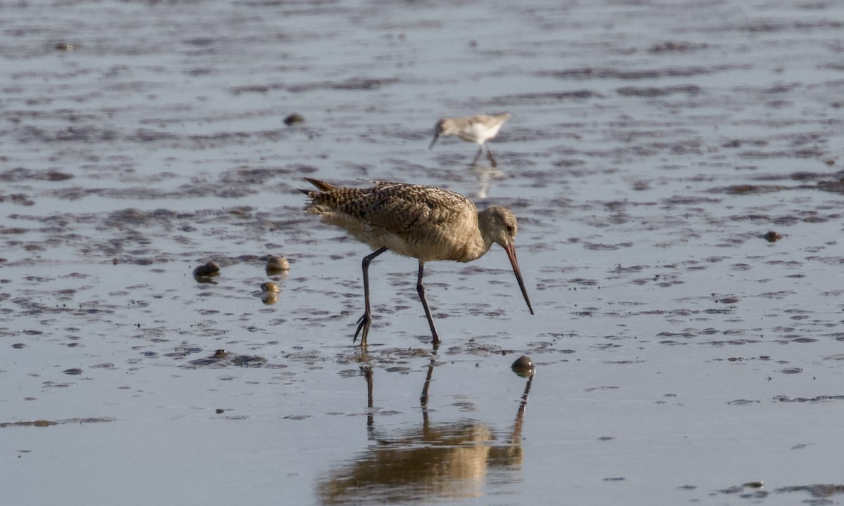 Marbled Godwit - ML641421651