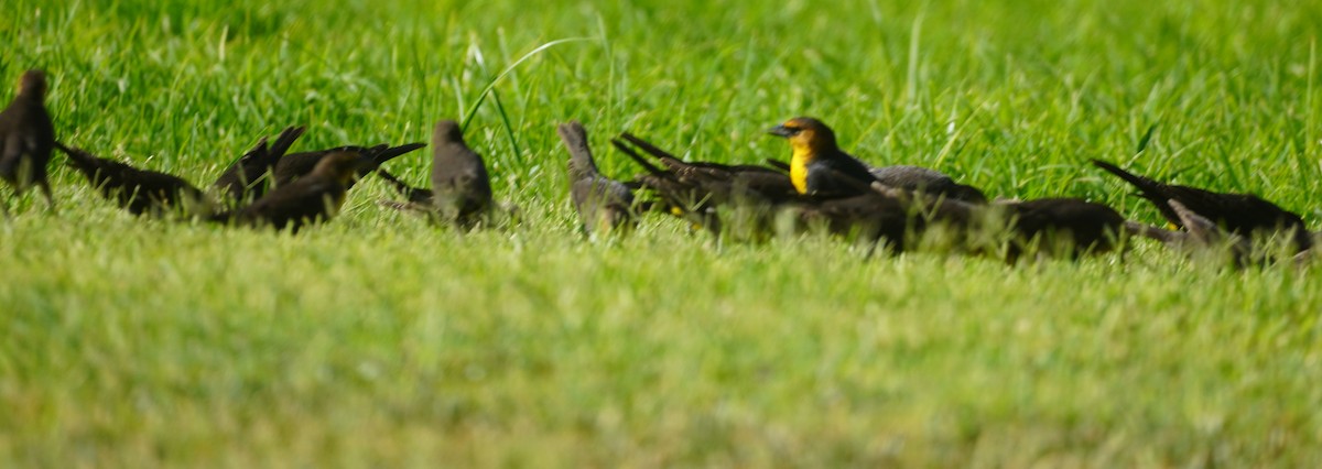Yellow-headed Blackbird - ML641421652