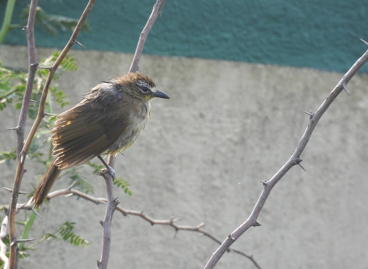 White-browed Bulbul - ML641421654