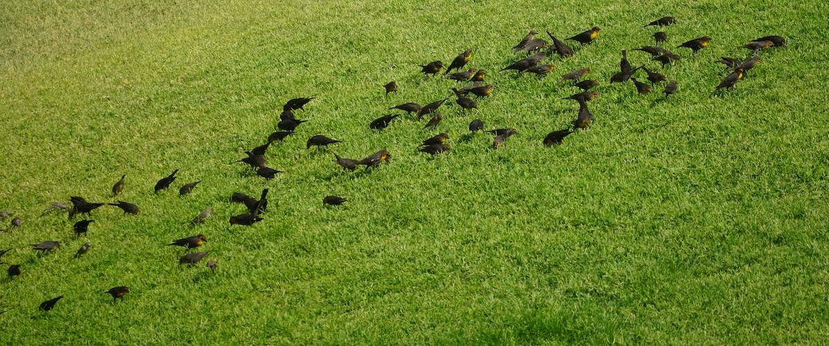 Yellow-headed Blackbird - ML641421662