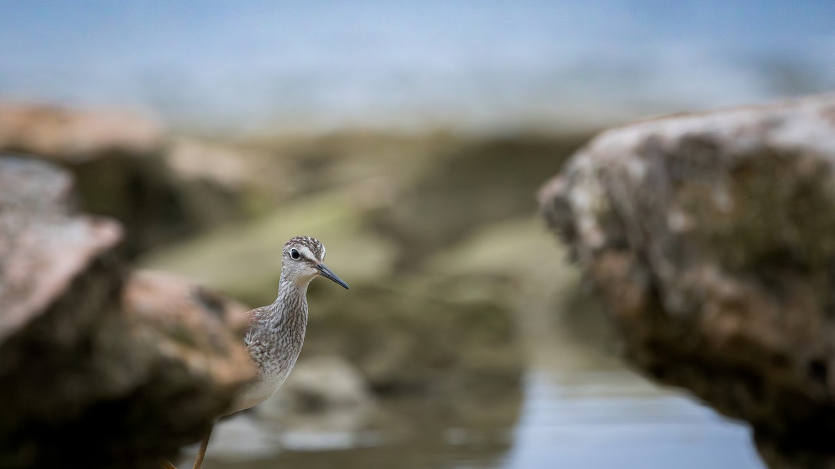 gulbeinsnipe - ML641421667