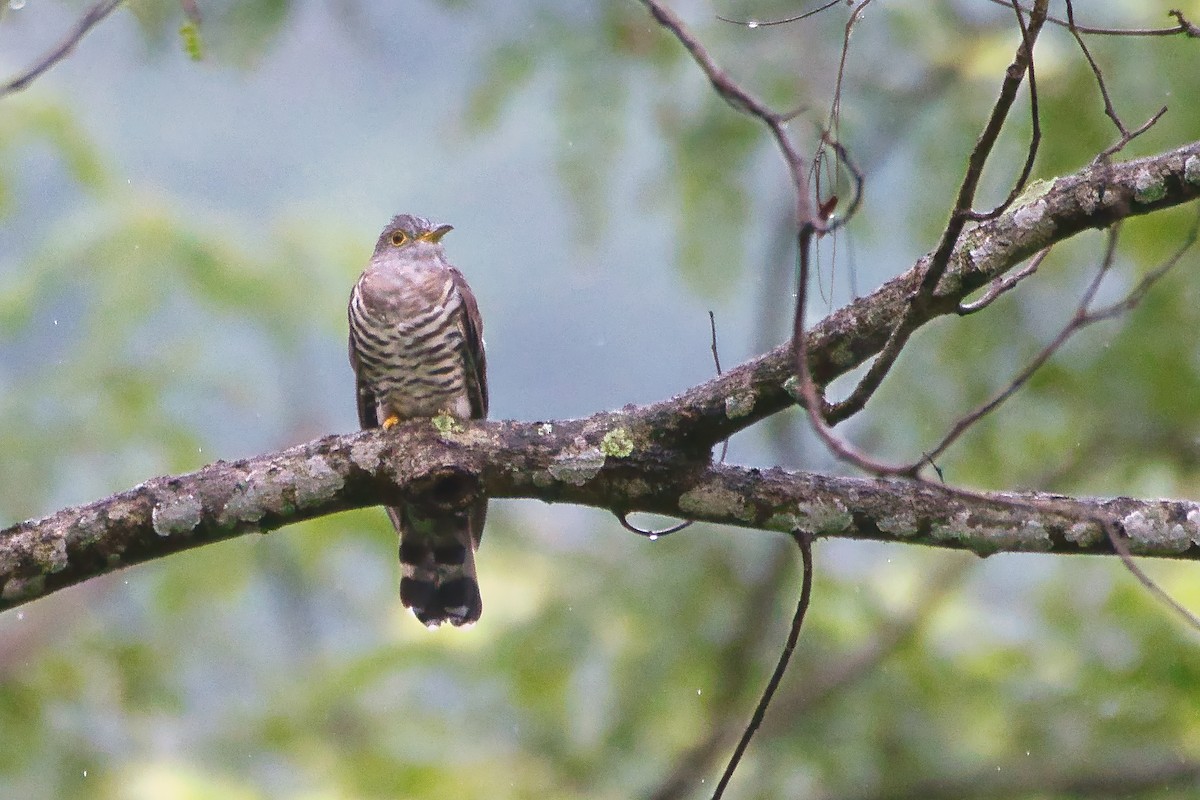 Coucou à ailes courtes - ML641421674
