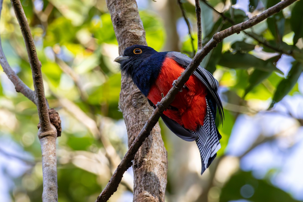 Blue-crowned Trogon - ML641421690