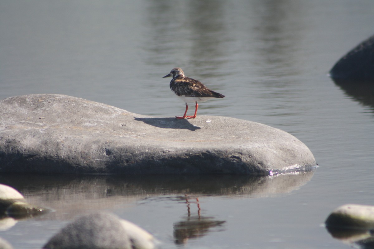 Ruddy Turnstone - ML641421696