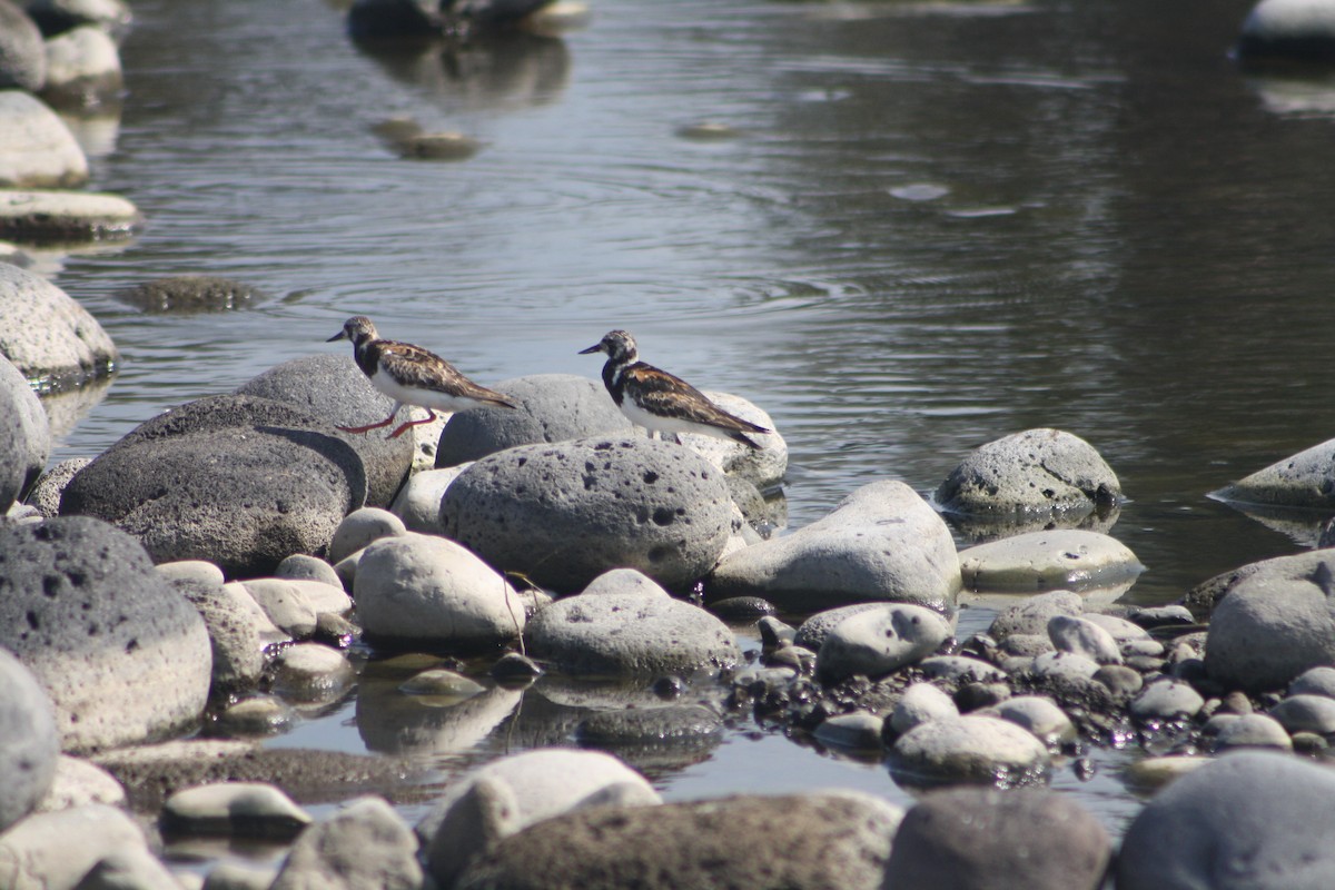 Ruddy Turnstone - ML641421702