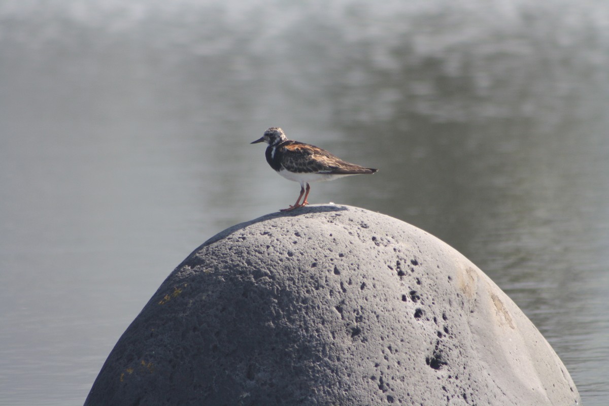 Ruddy Turnstone - ML641421703