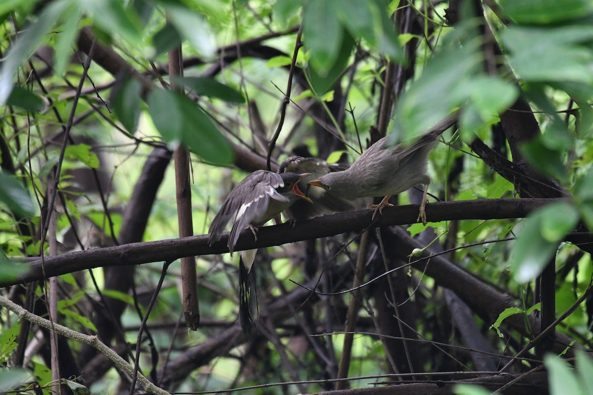 Pied Cuckoo - ML641421710