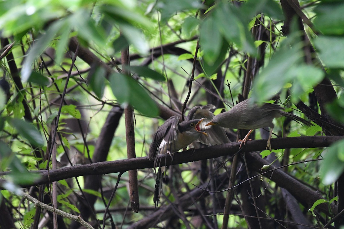 Pied Cuckoo - ML641421711