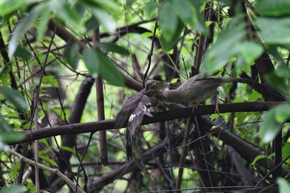 Pied Cuckoo - ML641421712