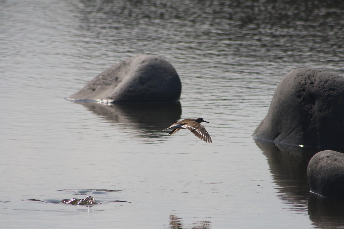 Common Sandpiper - ML641421714