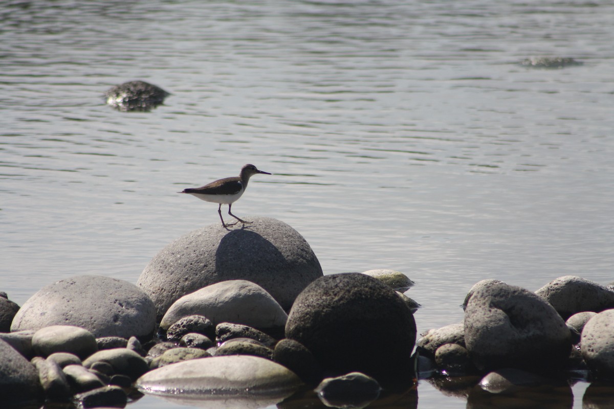 Common Sandpiper - ML641421715