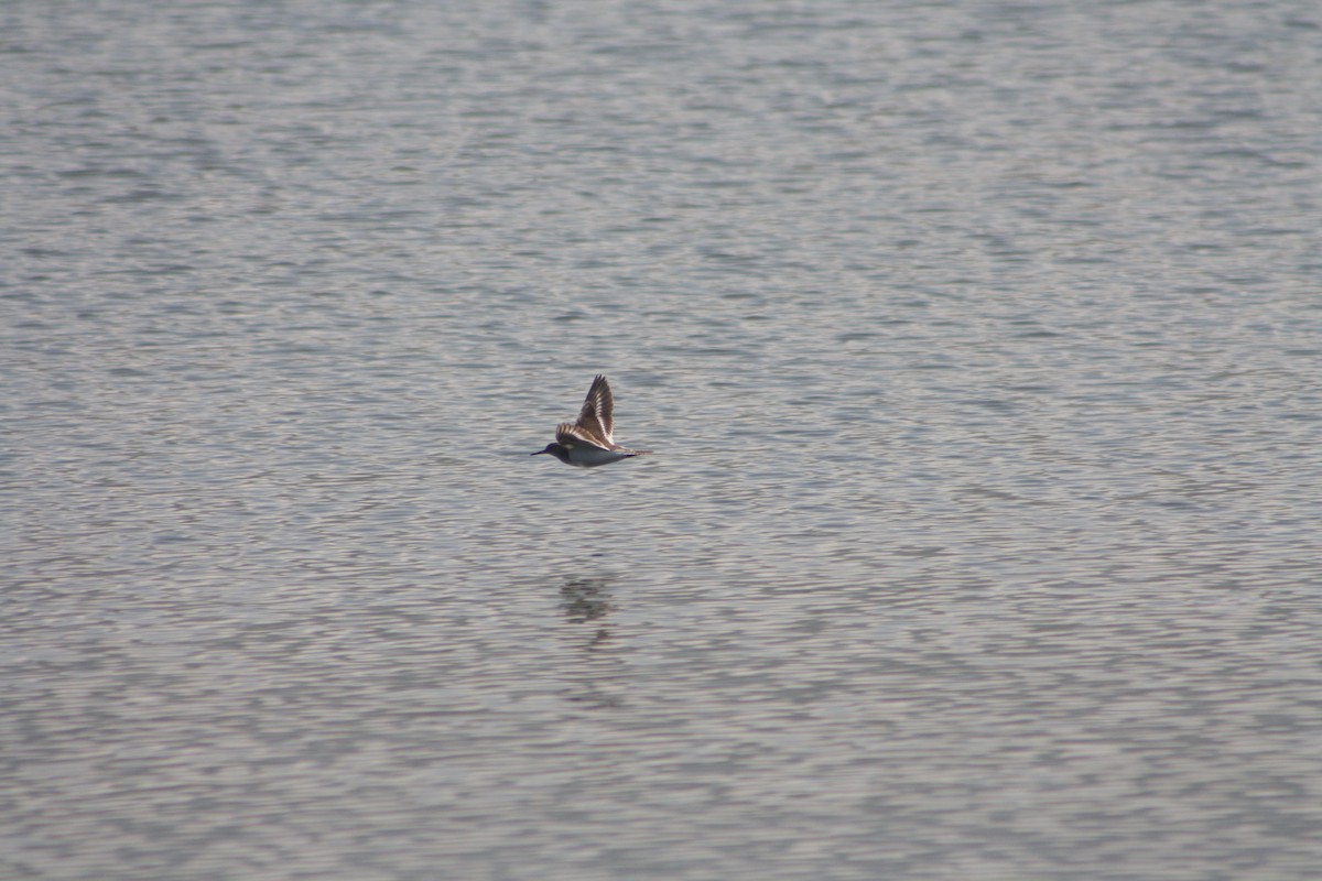 Common Sandpiper - ML641421716