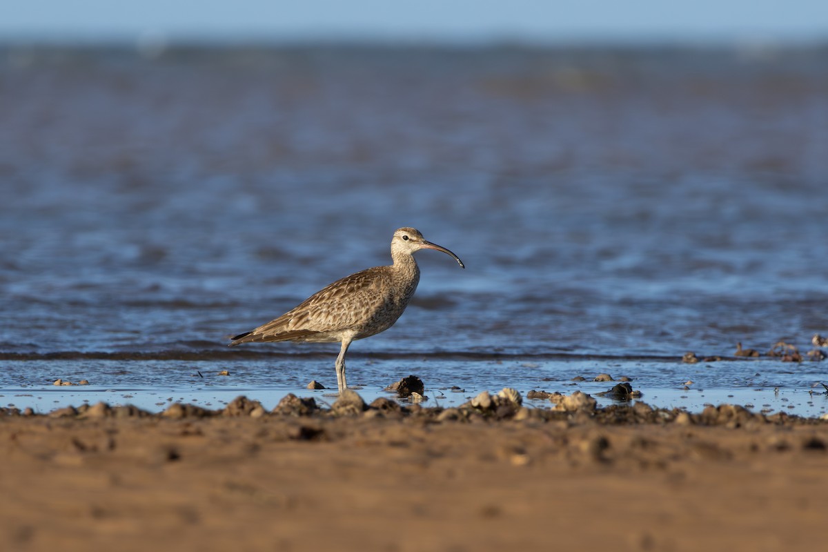 Whimbrel - ML641421721