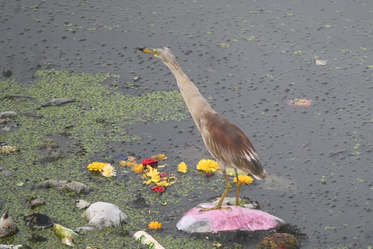 Indian Pond-Heron - ML641421723