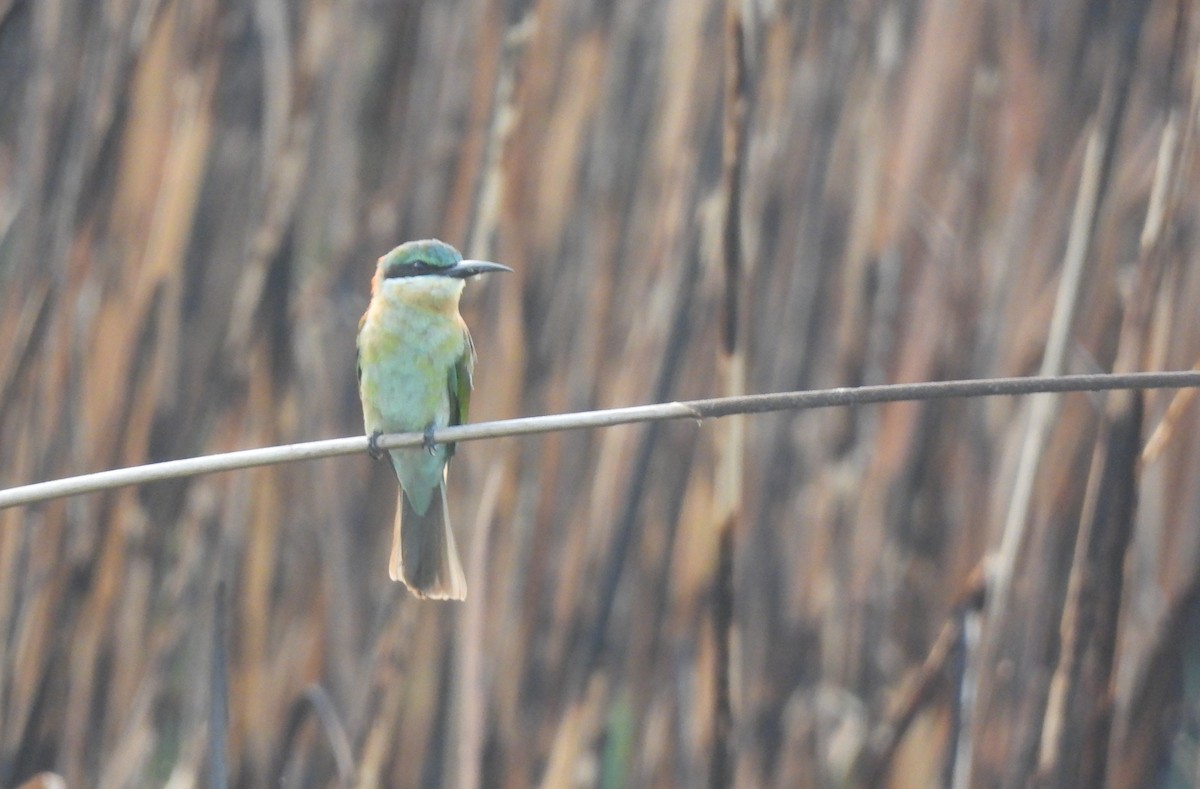 Blue-tailed Bee-eater - ML641421725