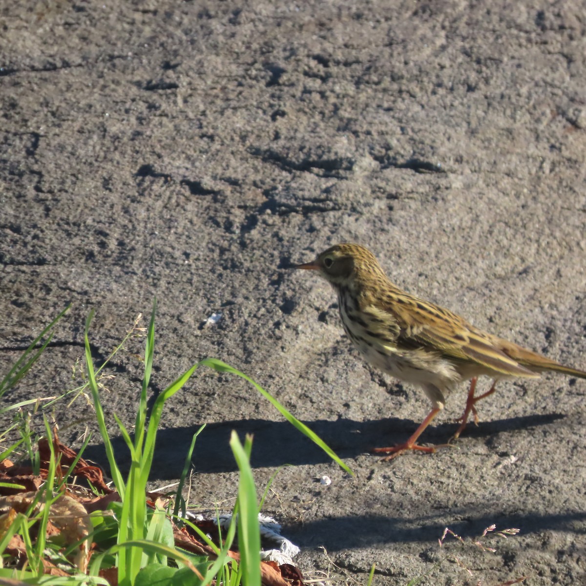 Meadow Pipit - ML641421726