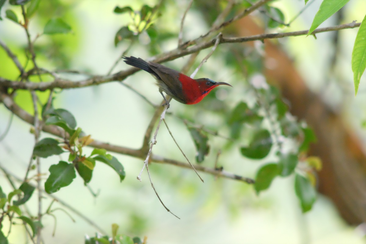 Crimson Sunbird - ML641421727