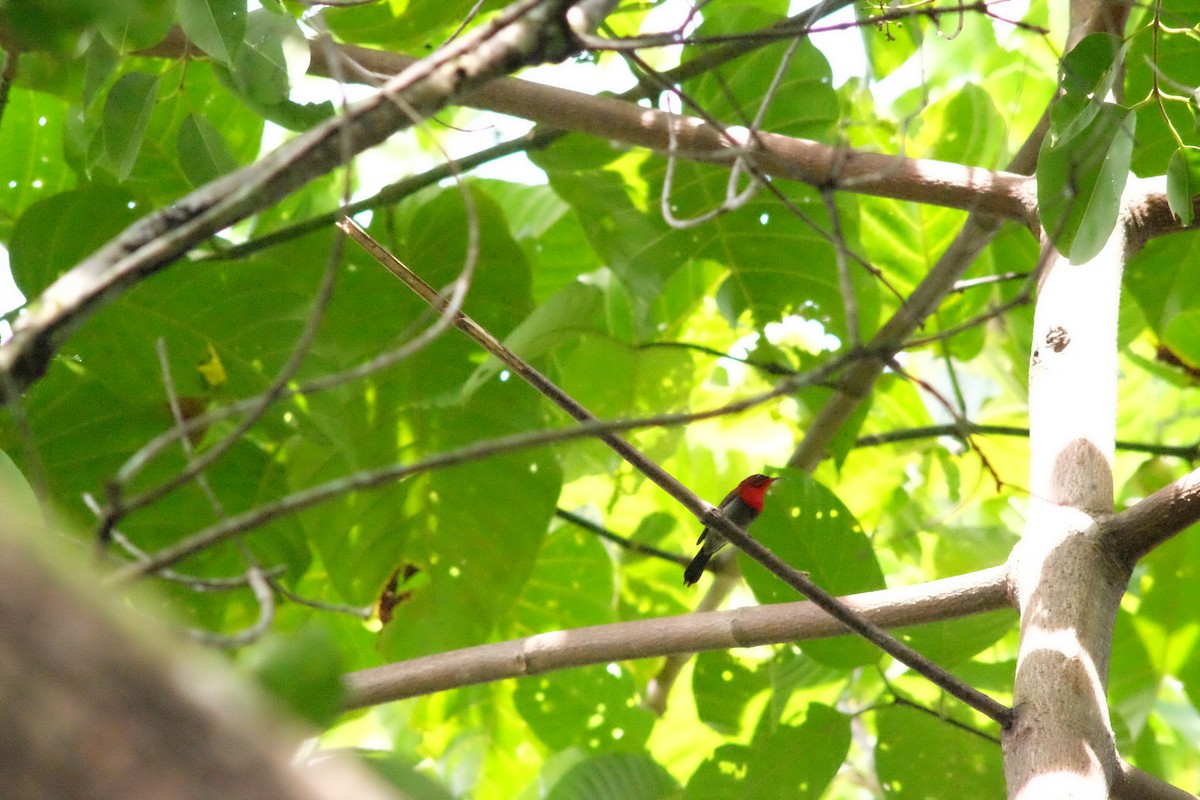 Crimson Sunbird - ML641421728