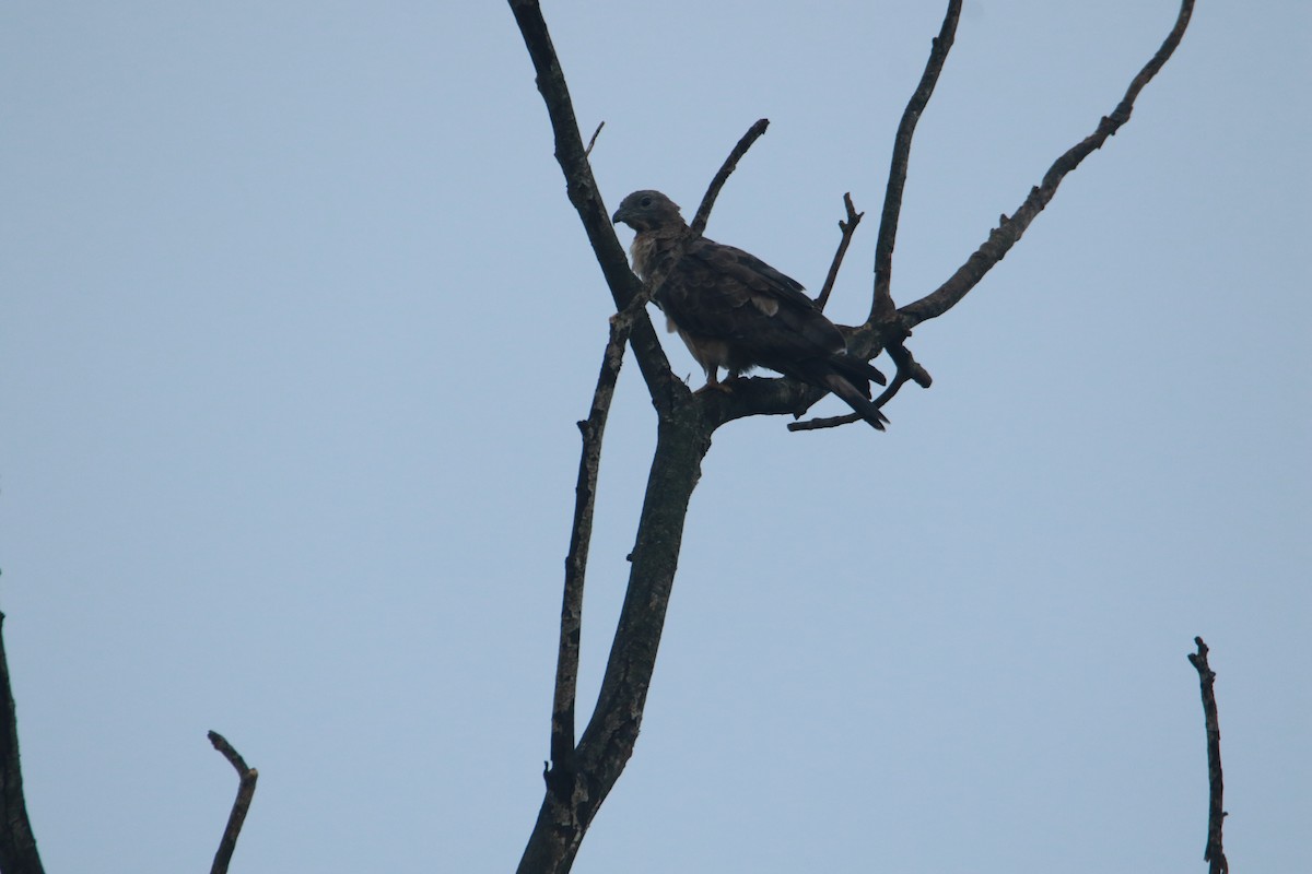 Oriental Honey-buzzard - ML641421729