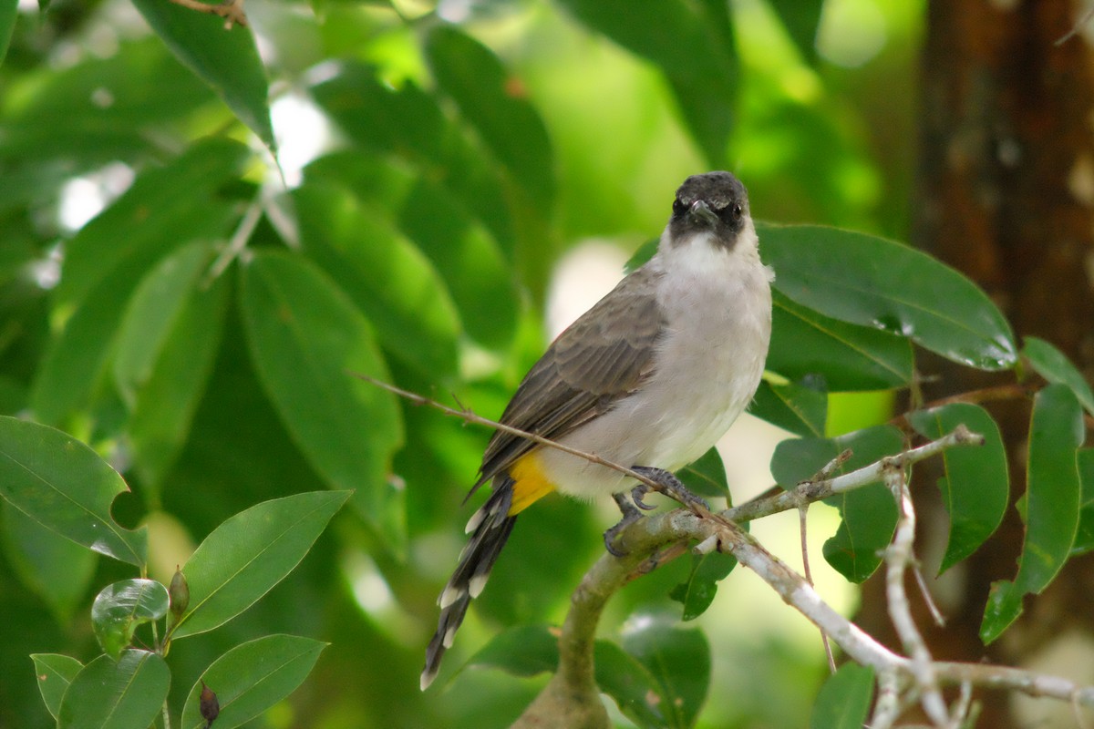 Sooty-headed Bulbul - ML641421730