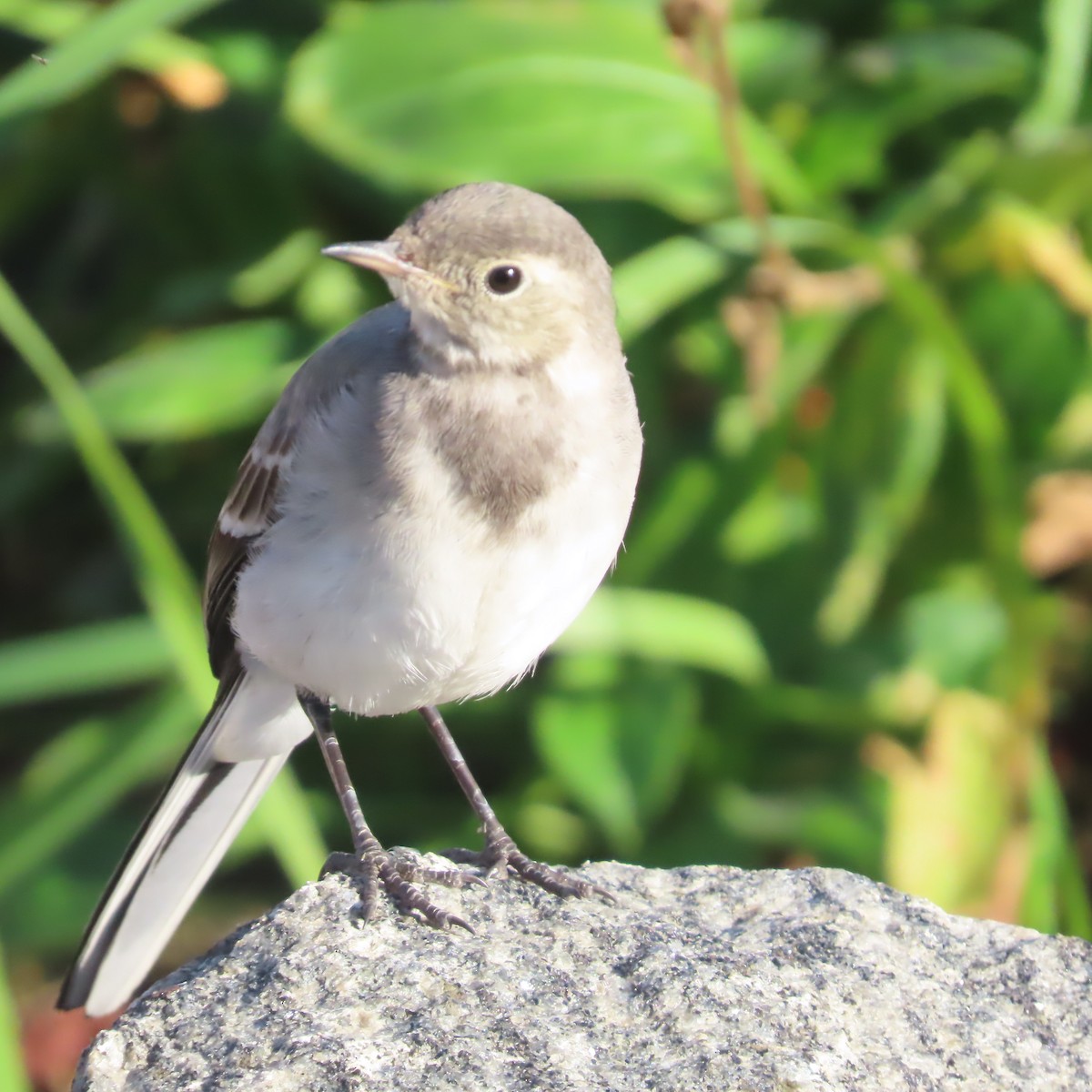 White Wagtail - ML641421731