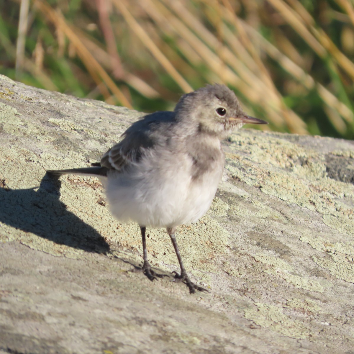 White Wagtail - ML641421732