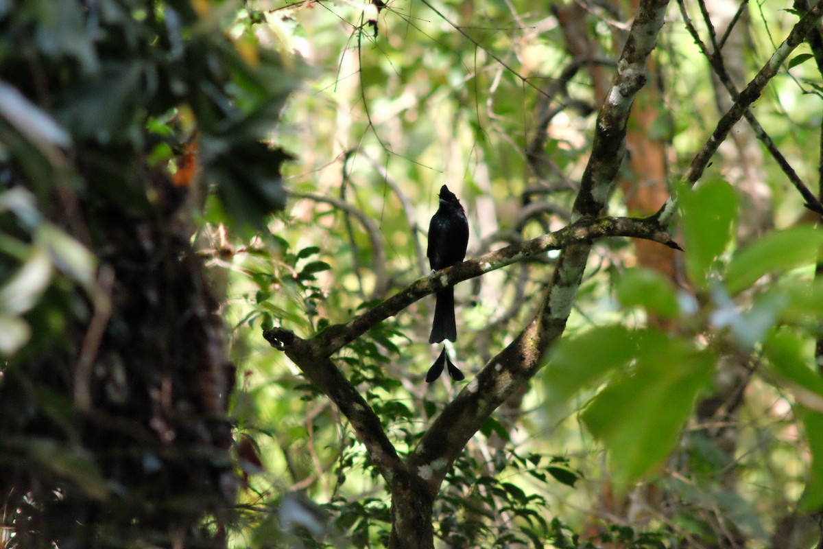 Greater Racket-tailed Drongo - ML641421733