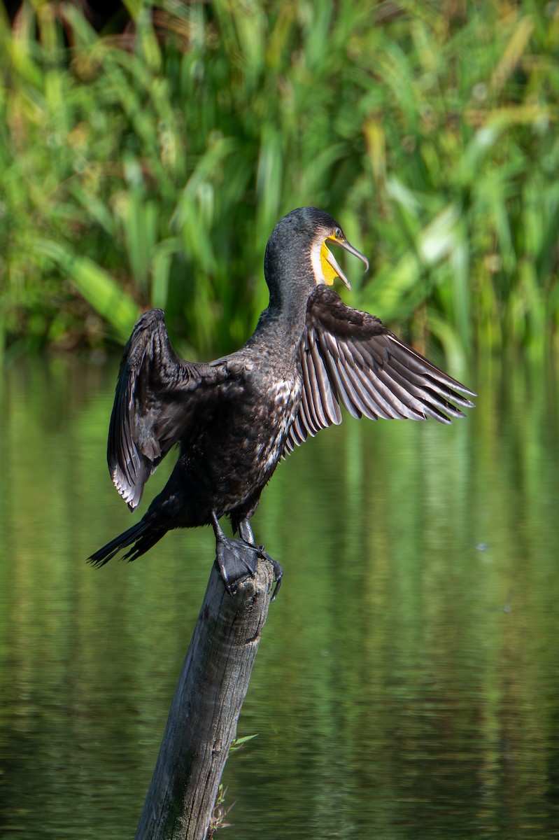 Great Cormorant - ML641421755