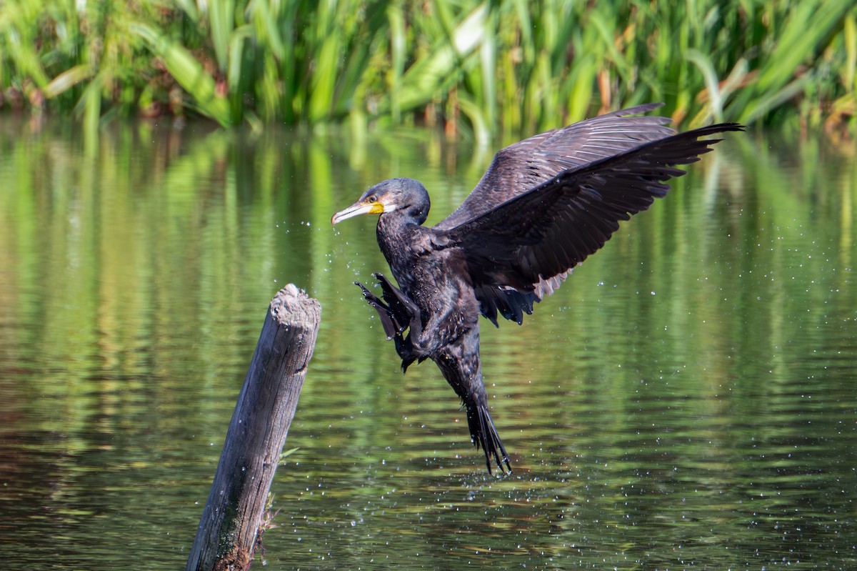 Great Cormorant - ML641421756