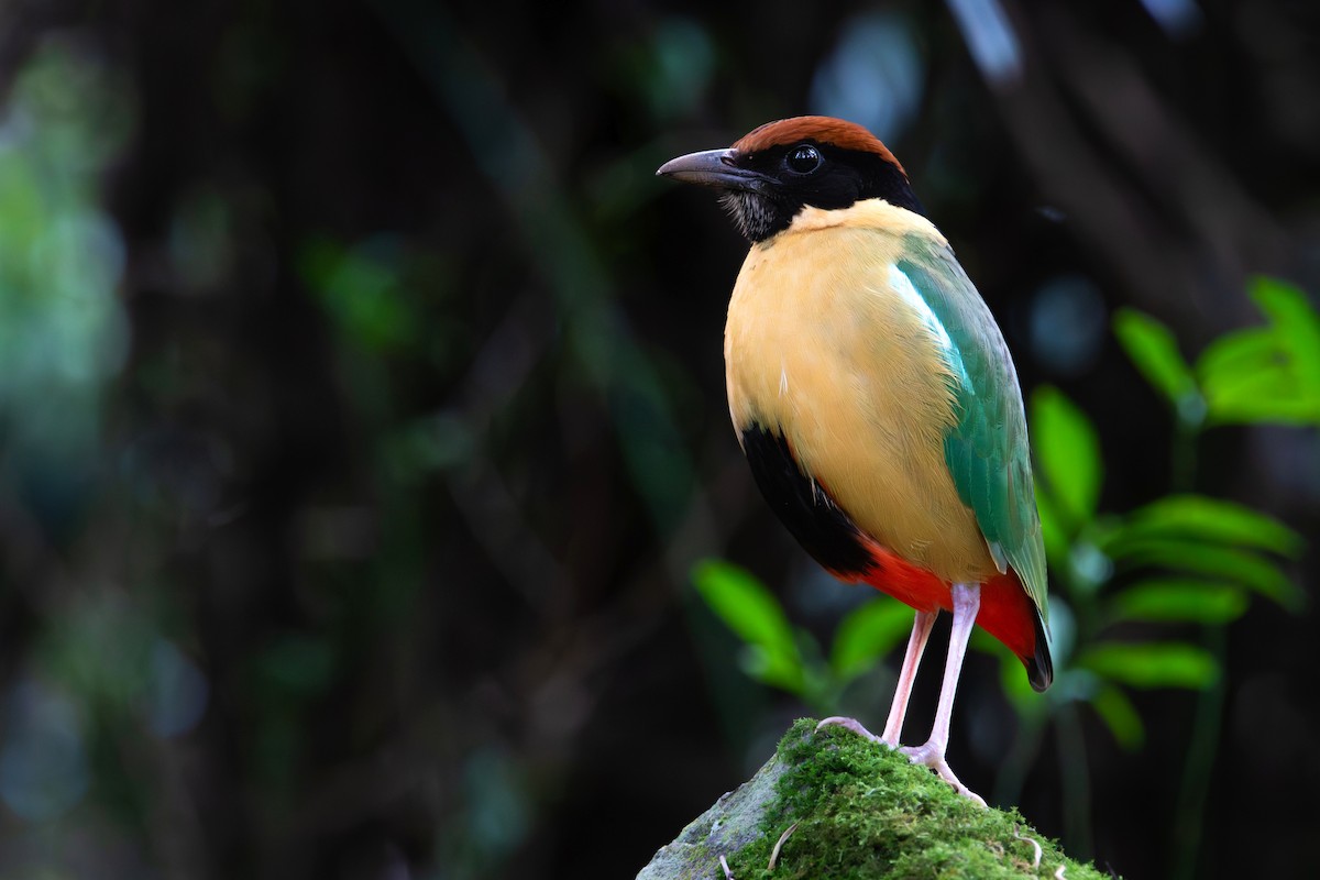 Noisy Pitta - ML641421762