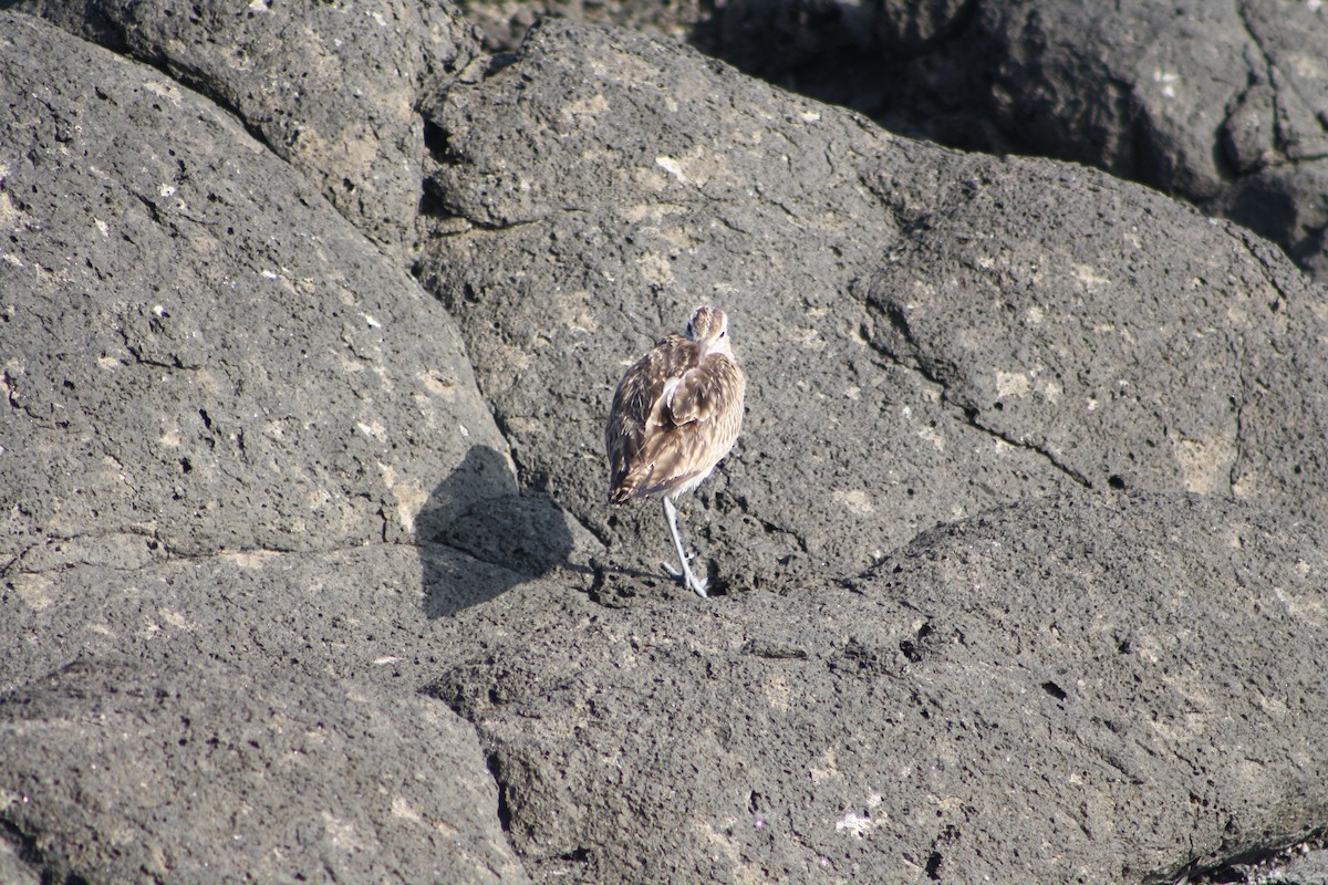 Бэсрэг тутгалжин - ML641421765