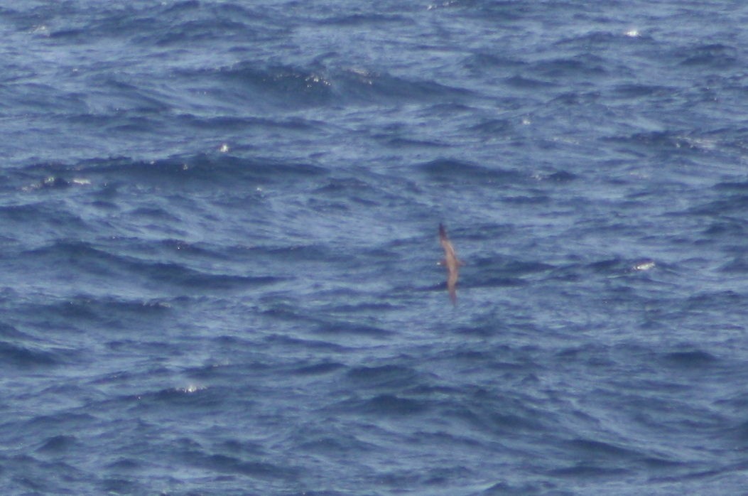 Wedge-tailed Shearwater - ML641421775