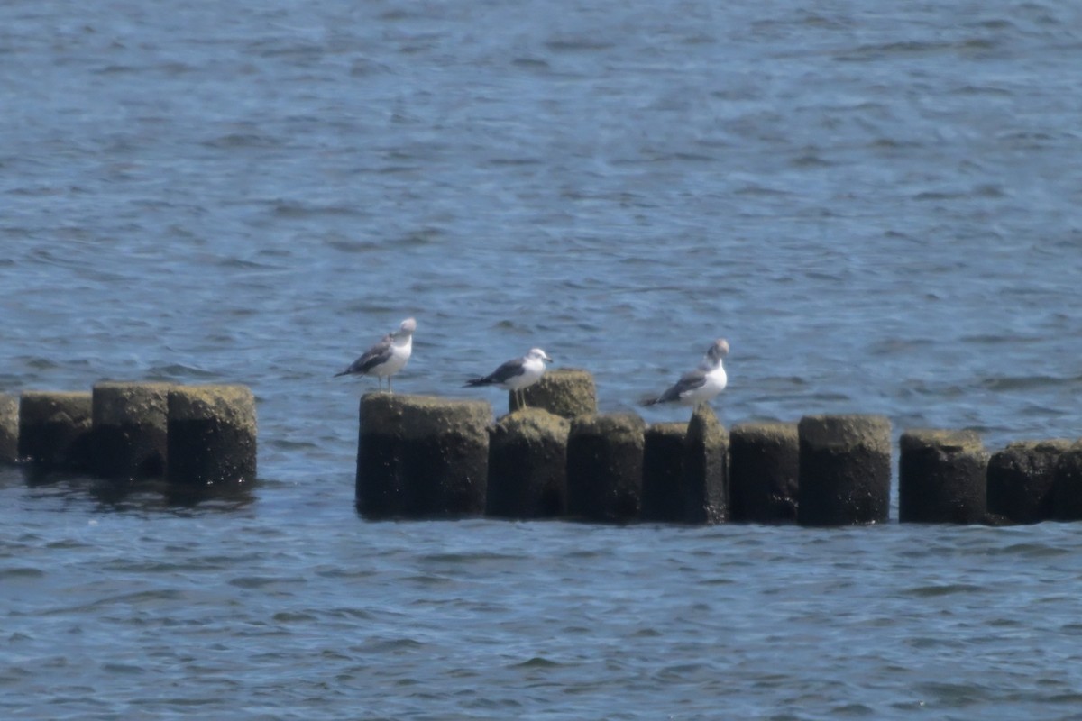 Black-tailed Gull - ML641421788