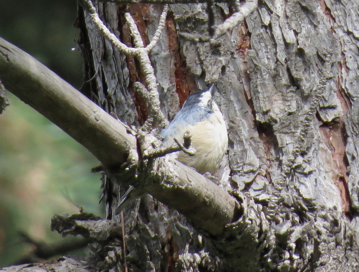 Snowy-browed Nuthatch - ML641421790