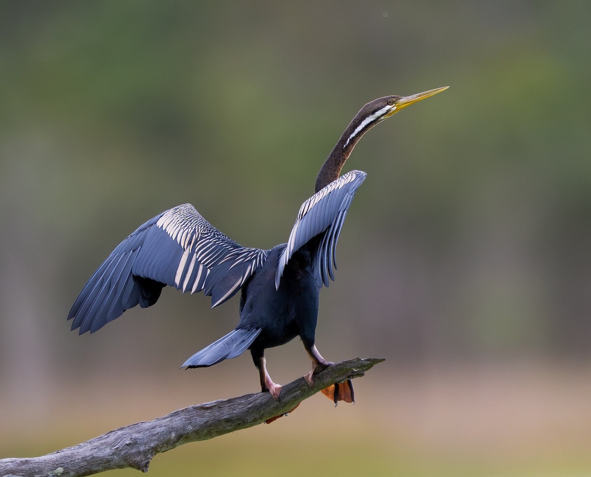 anhinga australská - ML641421792