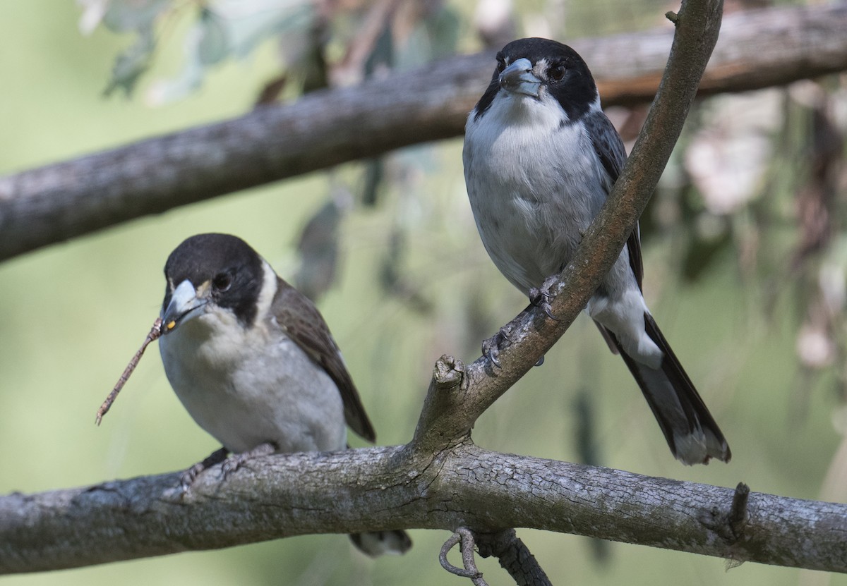 Gray Butcherbird - ML641421794