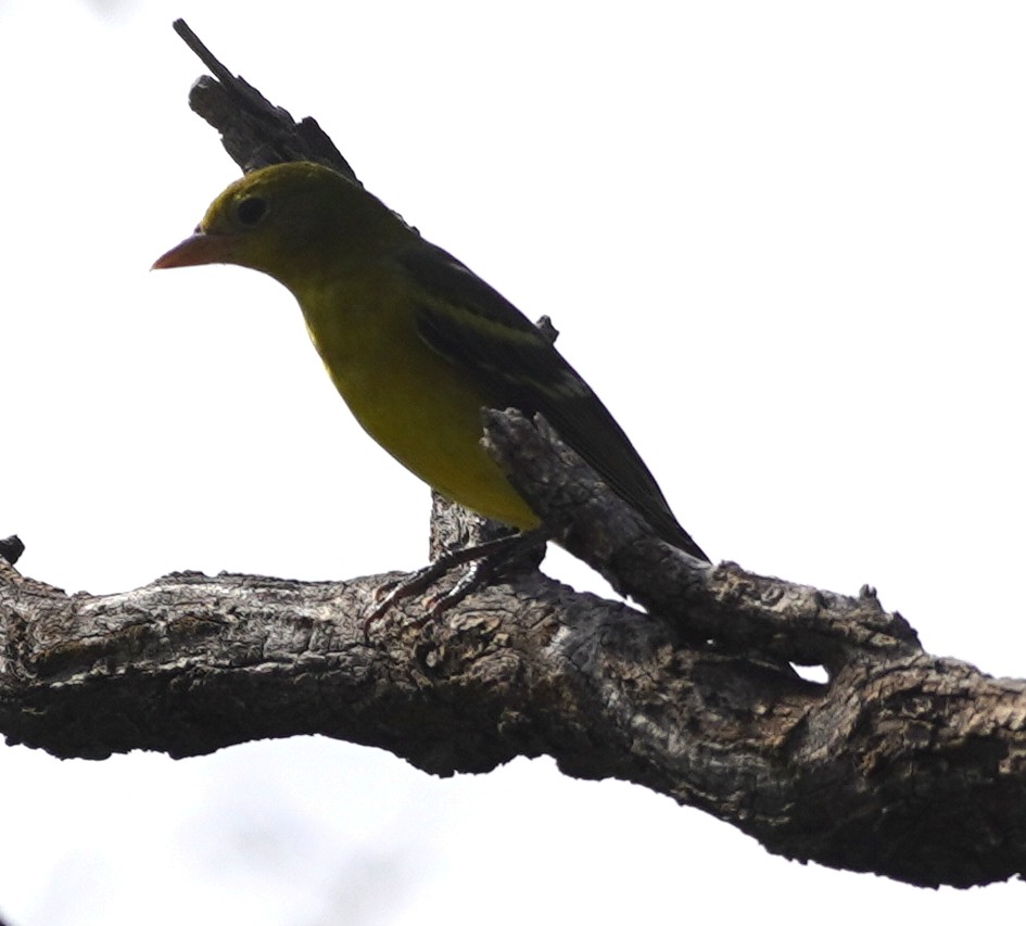 Western Tanager - ML641421795